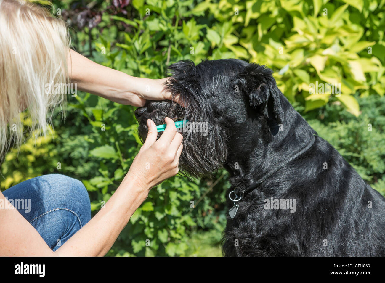 Donna bionda sta dando una medicina liquida il cane da una siringa. Foto Stock