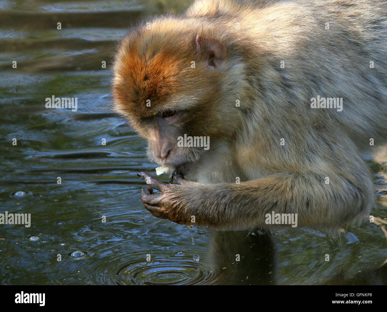 Close-up della testa di una matura Barbary macaque (Macaca sylvanus) prelevare un pezzo di frutta dall'acqua Foto Stock