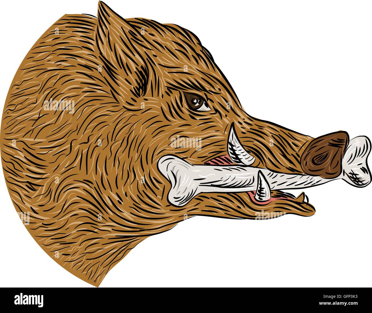 Disegno stile sketch illustrazione di un maiale selvatico cinghiale razorback testa con osso in bocca visto dal lato impostato su isolato sullo sfondo bianco. Illustrazione Vettoriale