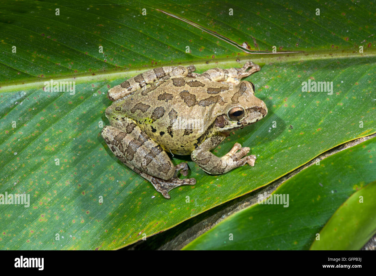 Comune Treefrog messicano Smilisca baudinii El tuito, Jalisco, Messico 12 Giugno Hylidae adulti Foto Stock