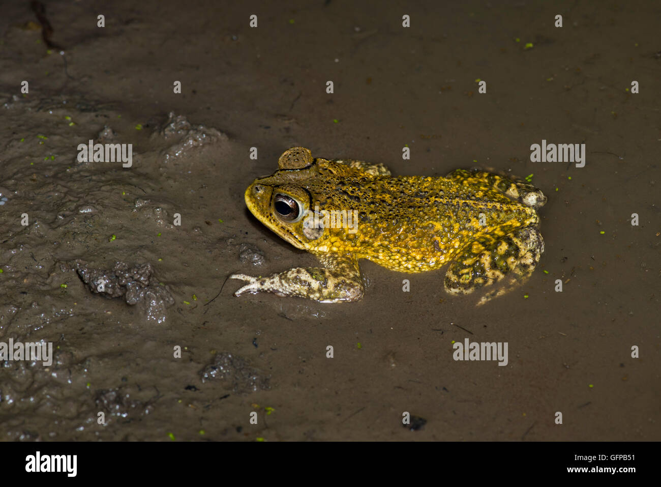 Il rospo in marmo Incilius marmoreus El tuito, Jalisco, Messico 12 giugno adulto Wiegmann Bufonidae rospo dell Foto Stock
