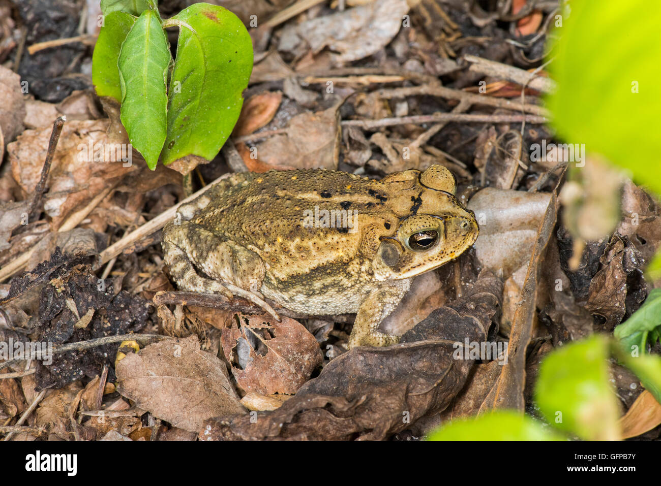 Sinaloa Toad Incilius mazatlanensis El tuito, Jalisco, Messico 12 giugno adulto Bufonidae Bufo mazatlanensis Foto Stock