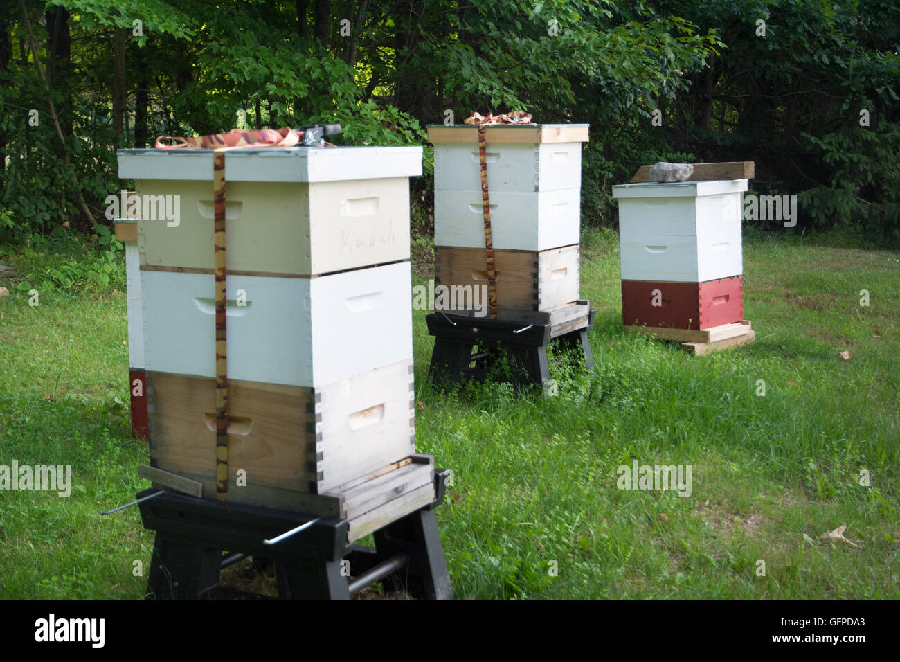 La produzione di miele di alveari in Oriente Chatham, New York. Foto Stock