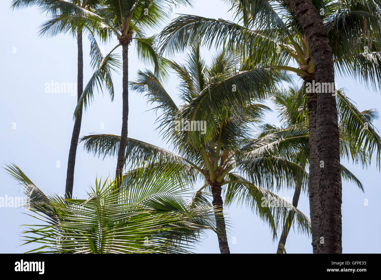 Alberi, Hawaii, USA, Sabato, Maggio 07, 2016. Foto Stock