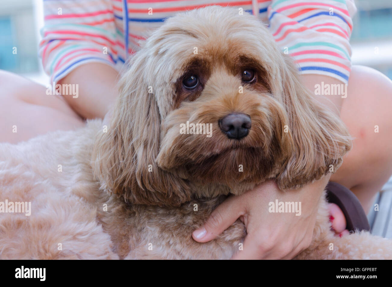 Un ritratto di una miniatura labradoodle. Foto Stock
