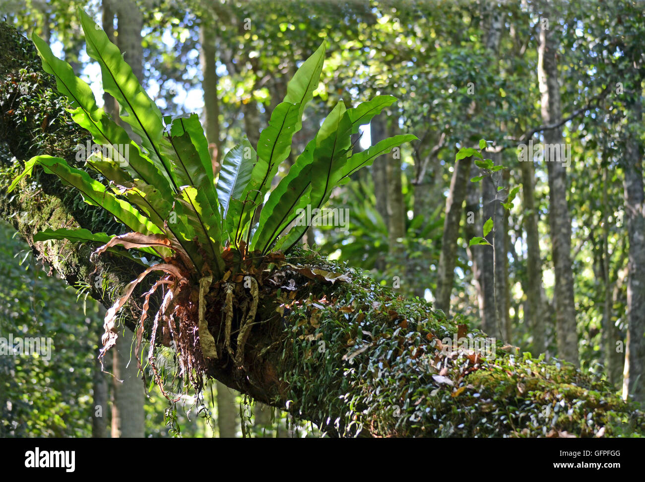 Australian birdsnest fern (asplenium australasicum) cresce su una struttura ad albero nella parte orientale della foresta pluviale australiana. Foto Stock