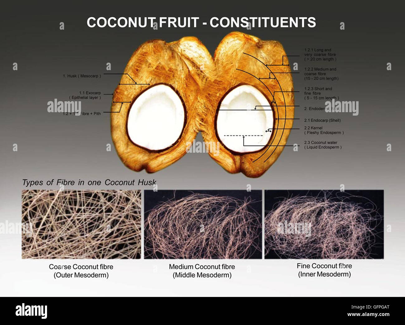 Tradizionalmente "palma da cocco frutto" è dehusked manualmente e copertura esterna (sansa mesoderma) e dado (endoderma) di cocco un frutto Foto Stock