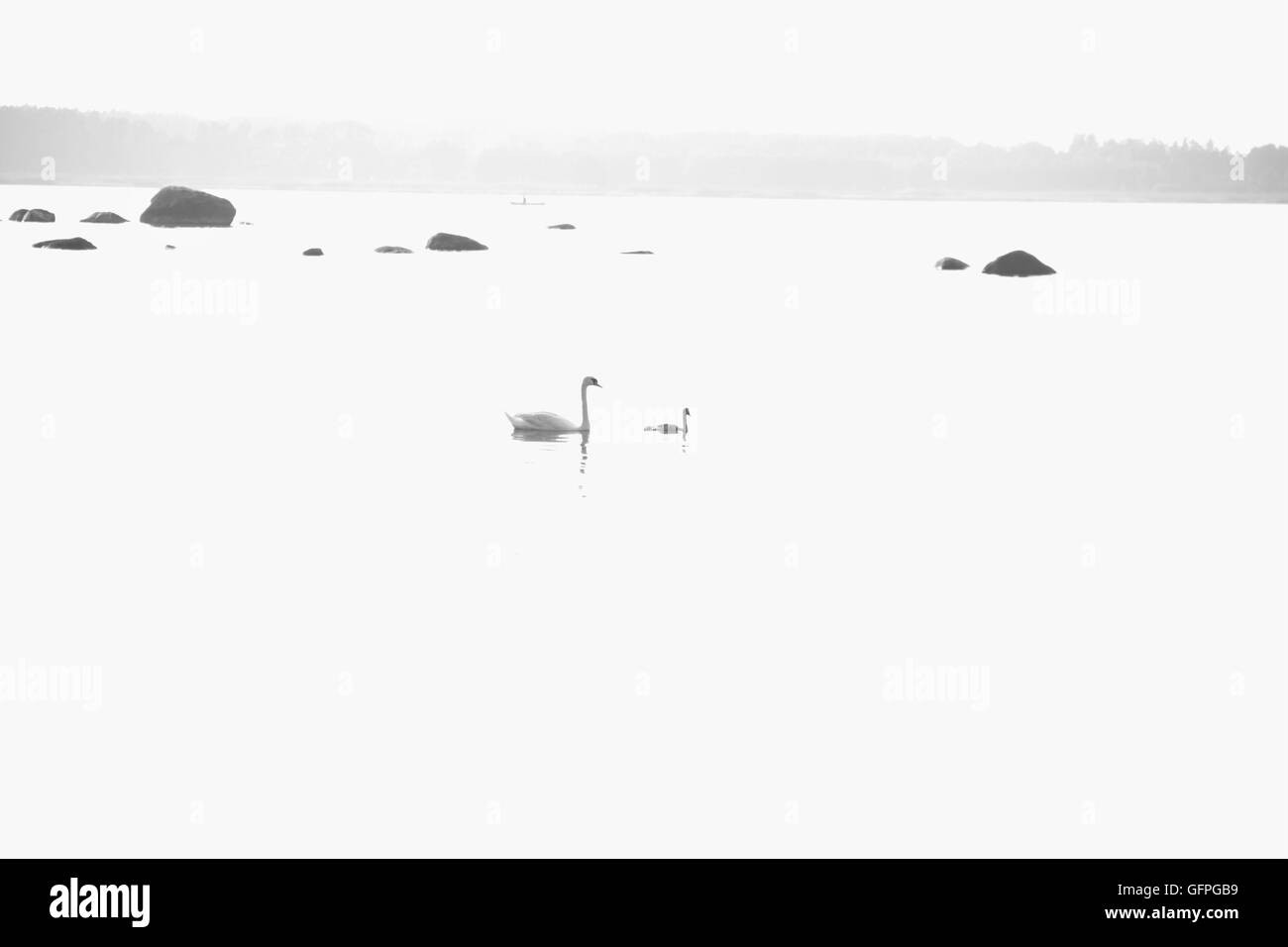 Cigni Foto Stock
