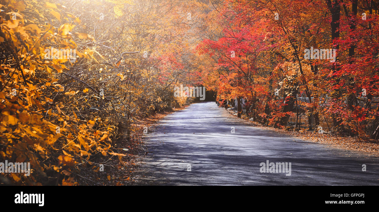 Strada d'autunno in presenza di luce solare Foto Stock