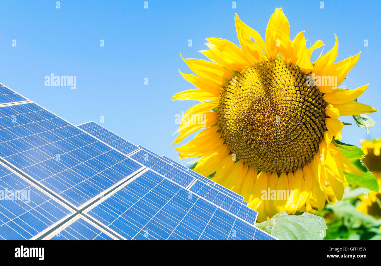Foto montaggio con pannelli solari e fiori di girasole Foto Stock
