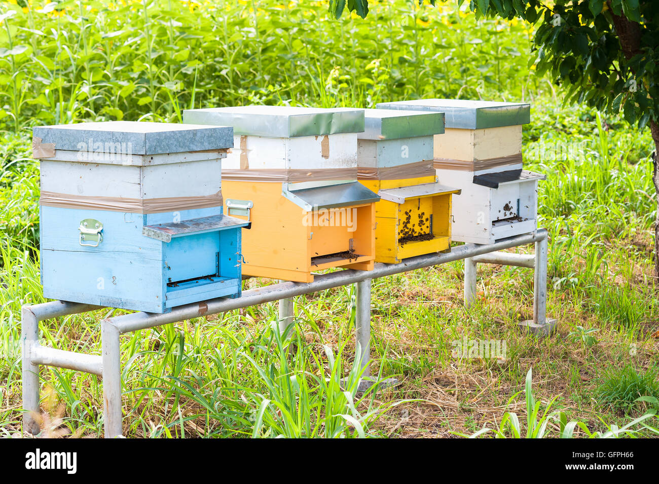 Alveari in legno e dipinte di colori vibranti utilizzato dalle api come una colonia di casa per la produzione di miele Foto Stock