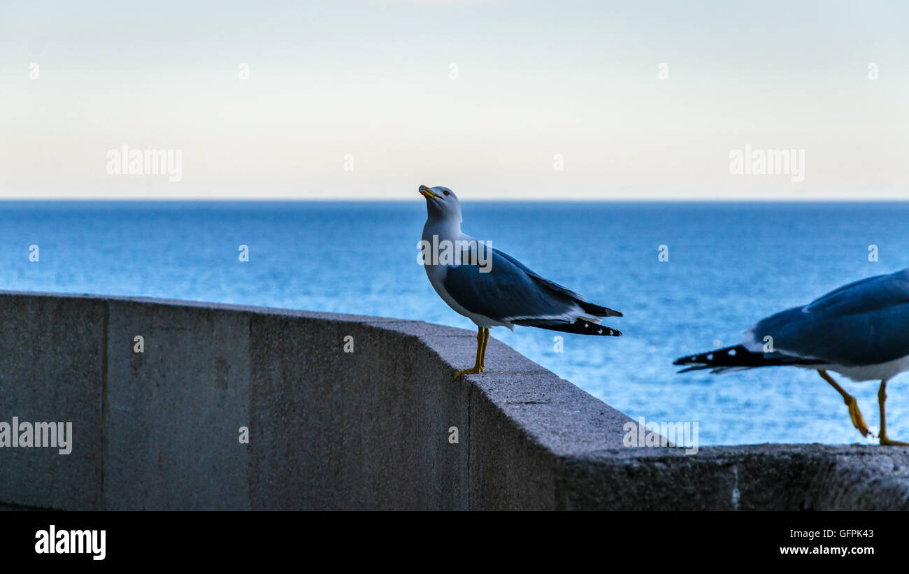 Gabbiani e vista sul mar Mediterraneo nel Principato di Monaco Foto Stock