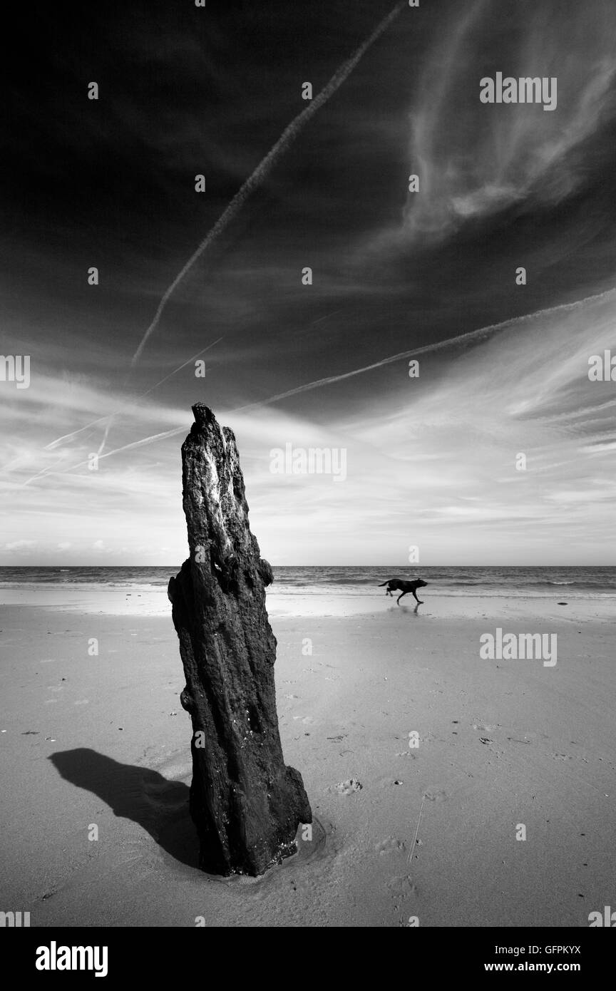 Il vecchio posto di legno e un cane che corre sulla spiaggia Brancaster, Norfolk, Regno Unito. Foto Stock