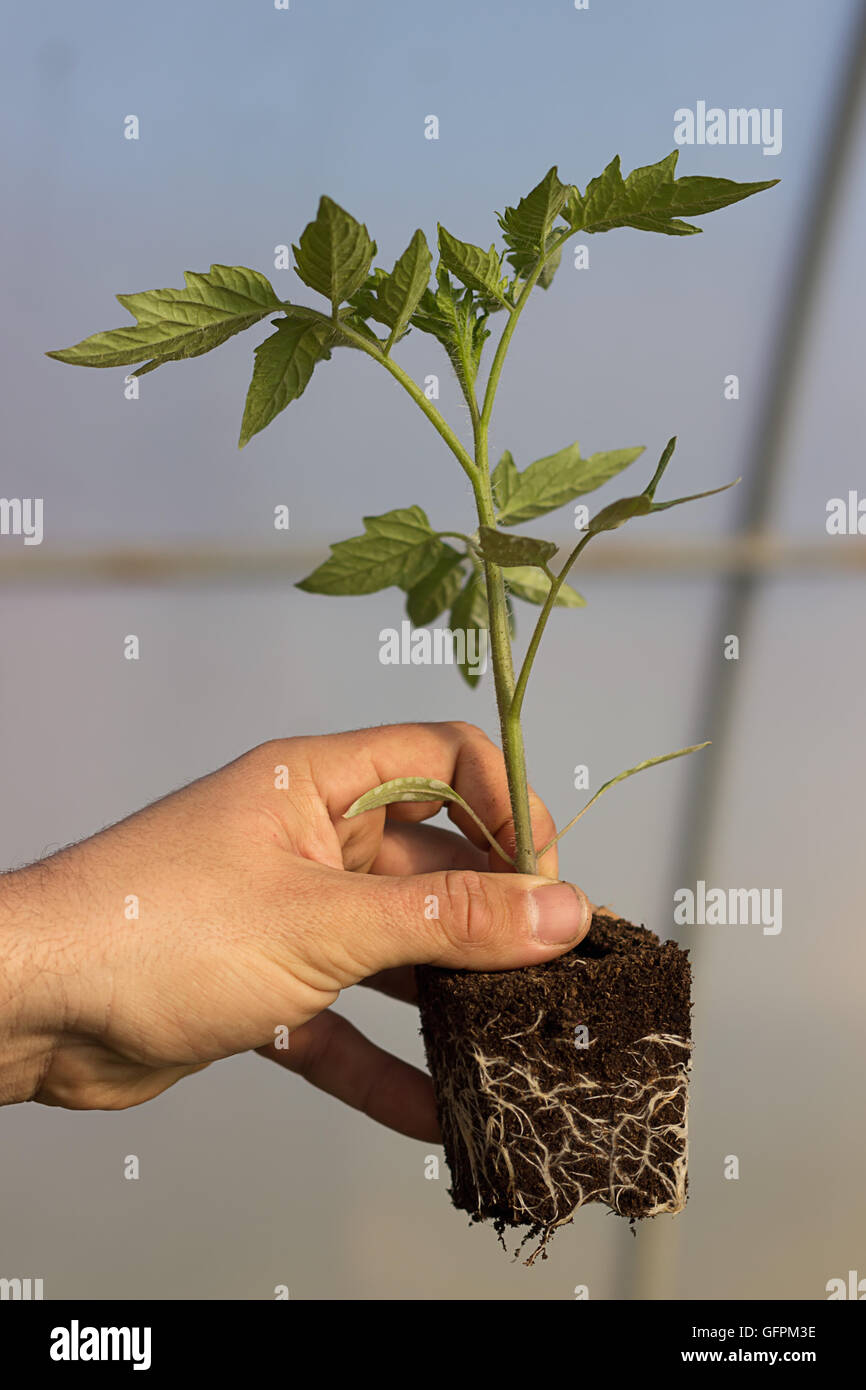 Piantina nelle mani dell'agricoltura, con visibile radice, Piantine di pomodoro verde giovane piantine destinate alla semina con ben sviluppato Foto Stock