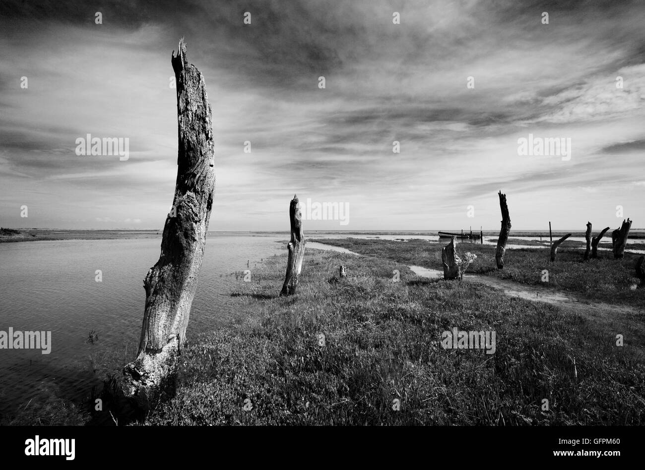 Vecchi pali in legno a Thornham paludi a marea alta. Foto Stock