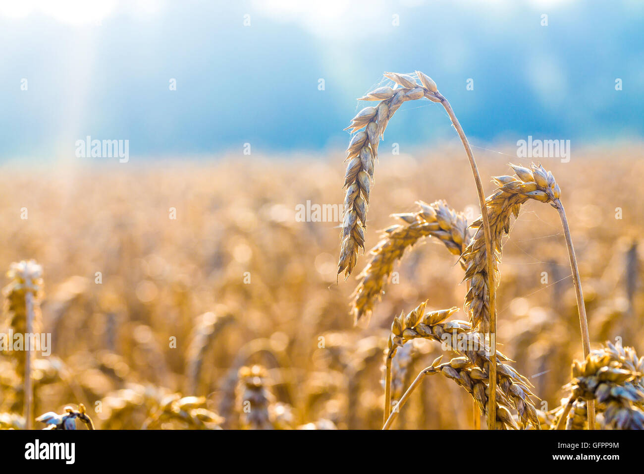 Mature campo di grano Foto Stock