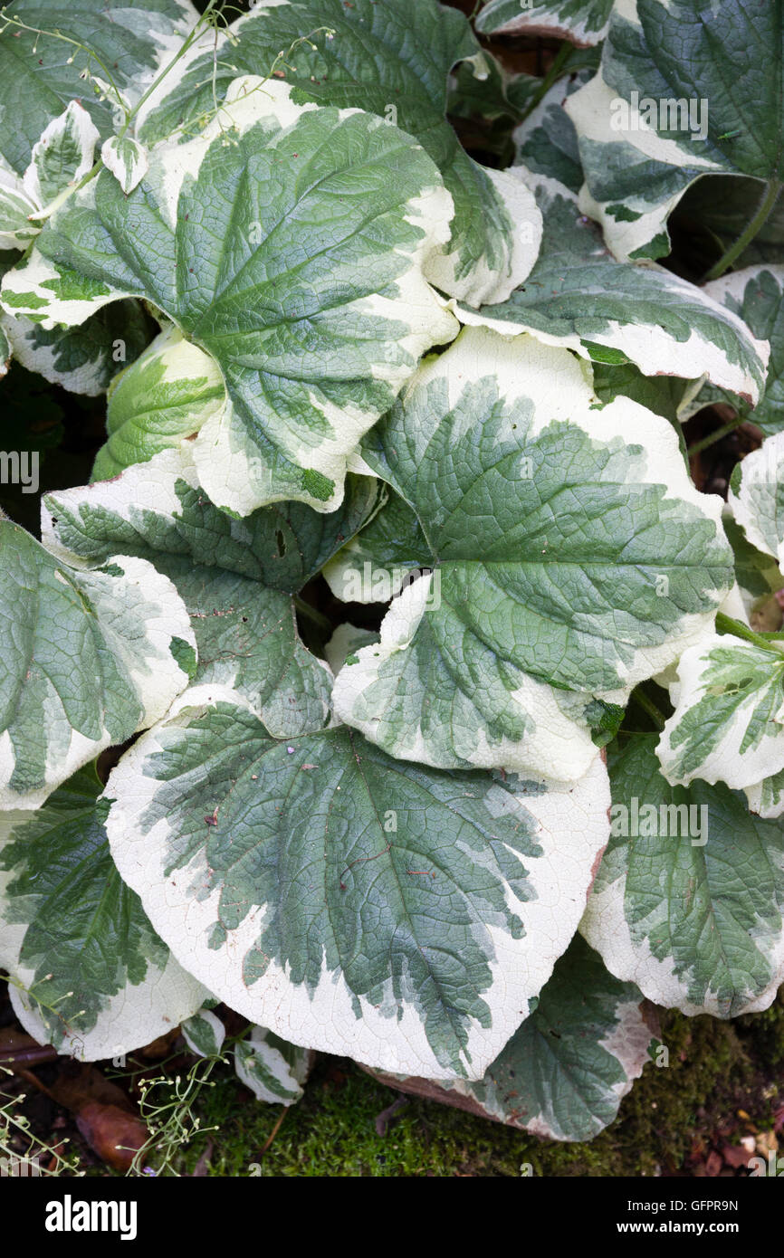 Grassetto, bianco Refilato fogliame dell'ardito perenne, Brunnera macrophylla 'Hadspen Cream' Foto Stock