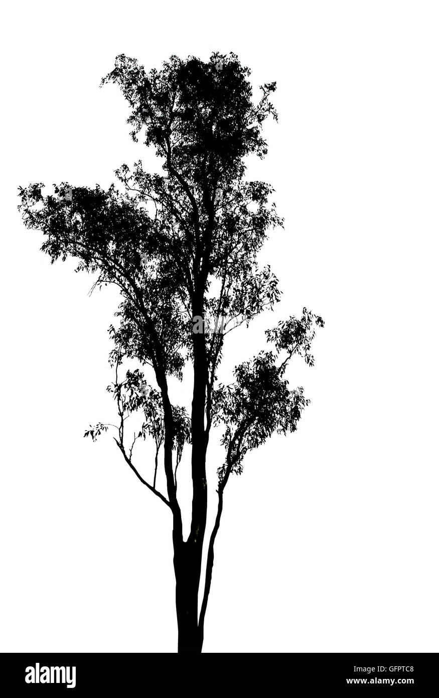 Un singolo albero silhouette su sfondo bianco Foto Stock