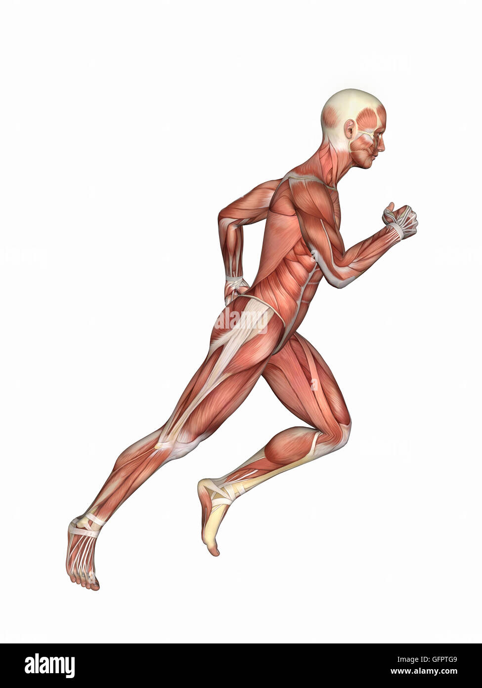 Anatomia del Maschio nel movimento di corsa: dotato di figura maschile in movimento di corsa con la presentazione di grandi gruppi muscolari come il muscolo deltoide Foto Stock