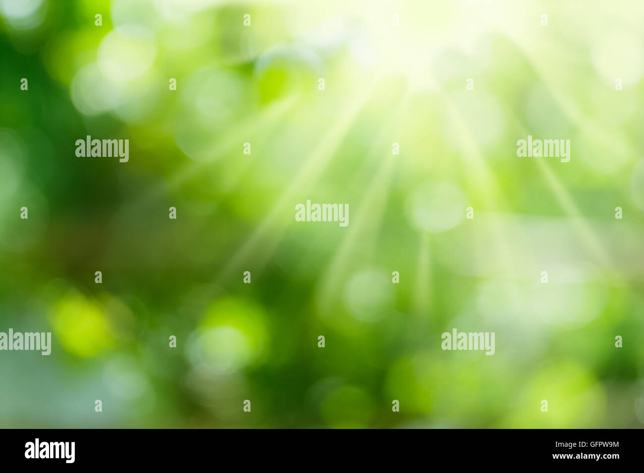 Green sfondo sfocato e dalla luce diretta dei raggi solari. Foto Stock