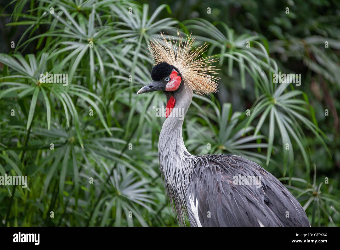 Concetto: arte di camuffamento. Crowned Crane (Balearica regulorum). Foto Stock