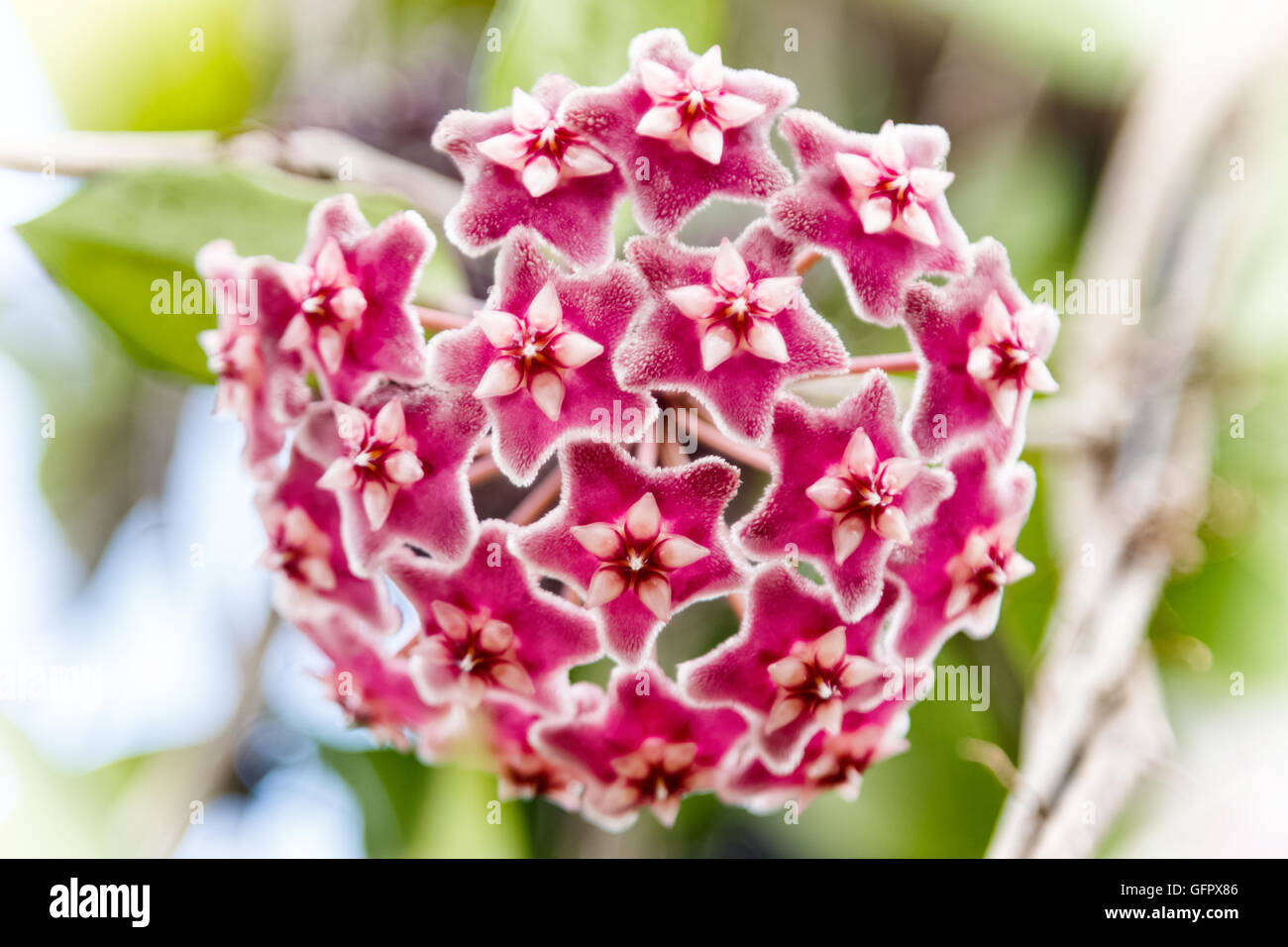 Red Hoya fiori. (Hoya parasitica (Roxb.) con soft sfondo verde Foto Stock