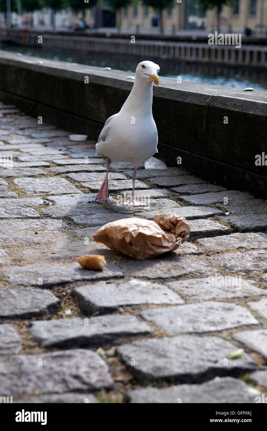 Seagull camminare verso un sacchetto di pane af - Christianshavn, Copenhagen, Danimarca Foto Stock