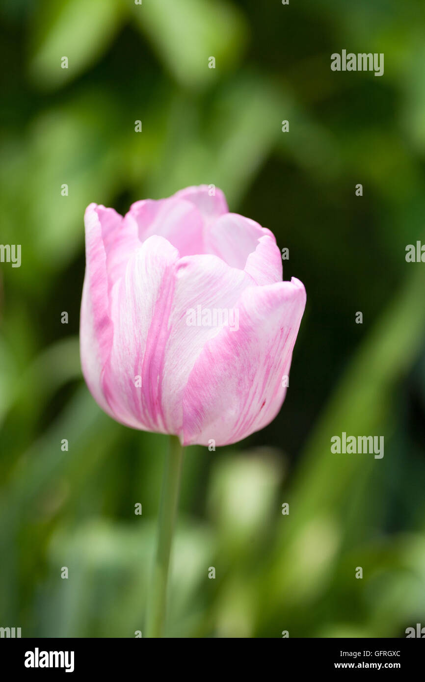 Rosa e Bianco bicolor tulip in piena fioritura Foto stock - Alamy