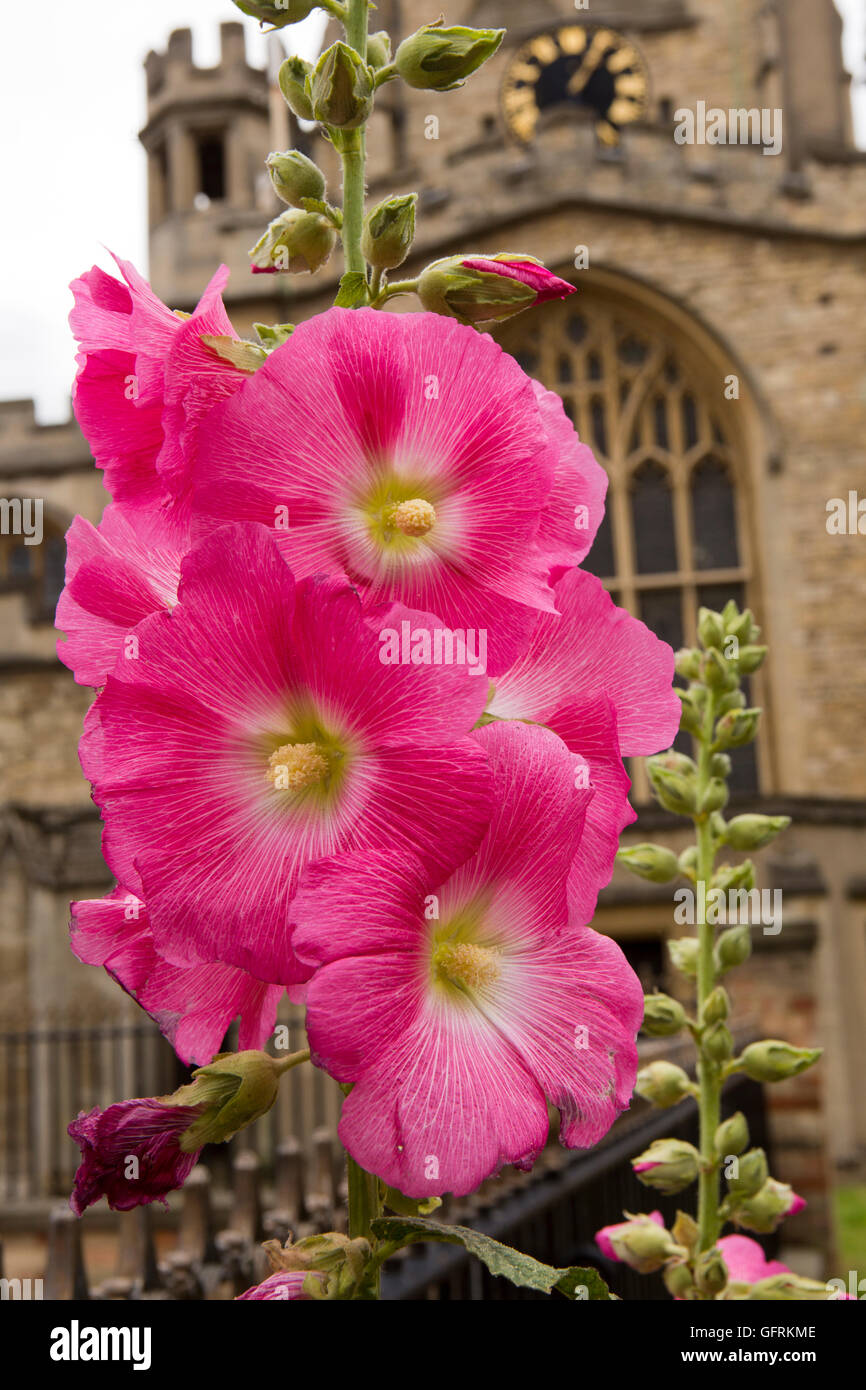 Regno Unito, Inghilterra, Bedfordshire, Bedford, red Hollyhock fiori, Alcea rosea in St Pauls sagrato Foto Stock