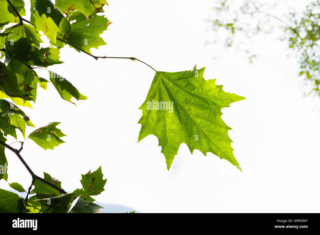 Foglia di un Platanus hybrida Foto Stock