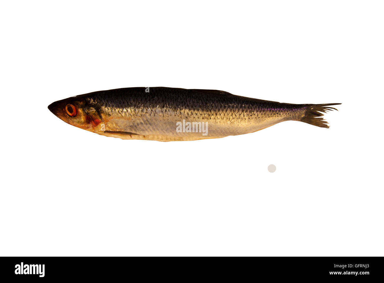 Aringa (Clupeidae) Pesce Foto Stock