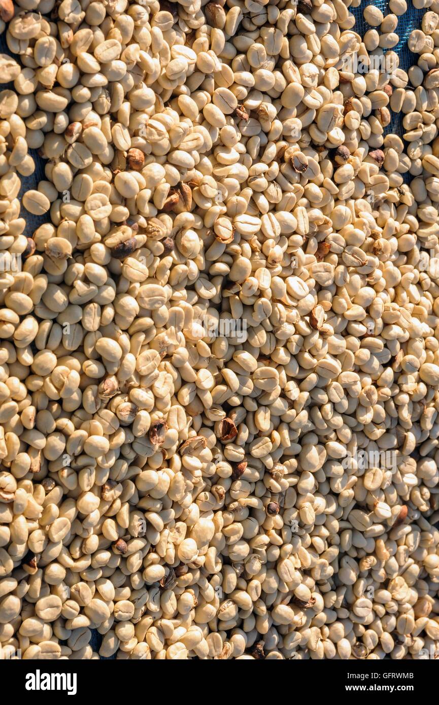 Materie chicchi verdi di caffè di essiccazione al sole all'esterno. Foto Stock