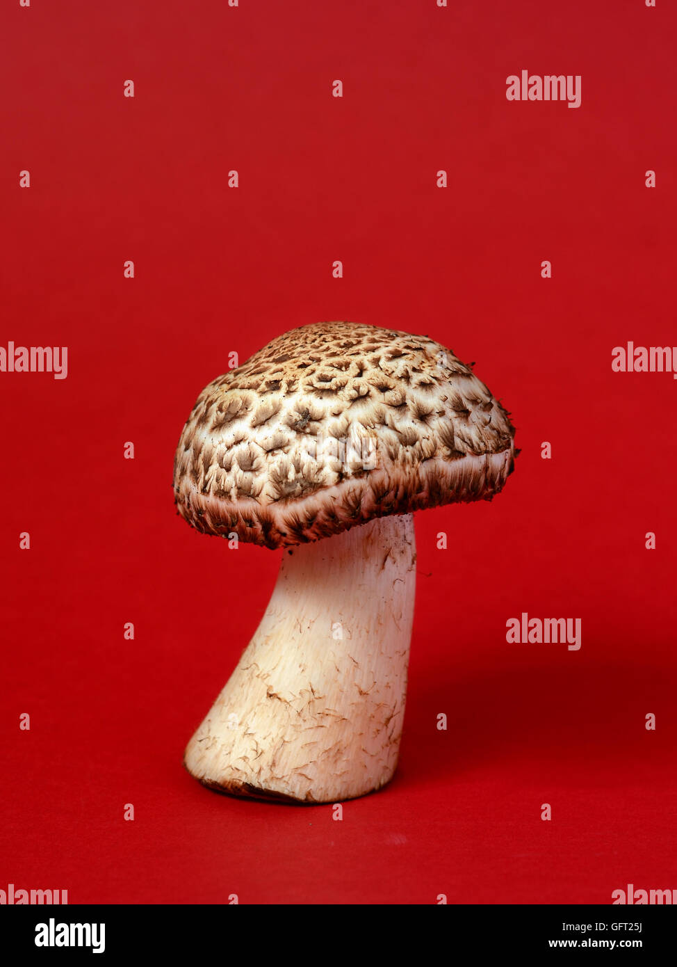 Unico di funghi selvatici su uno sfondo rosso Foto Stock