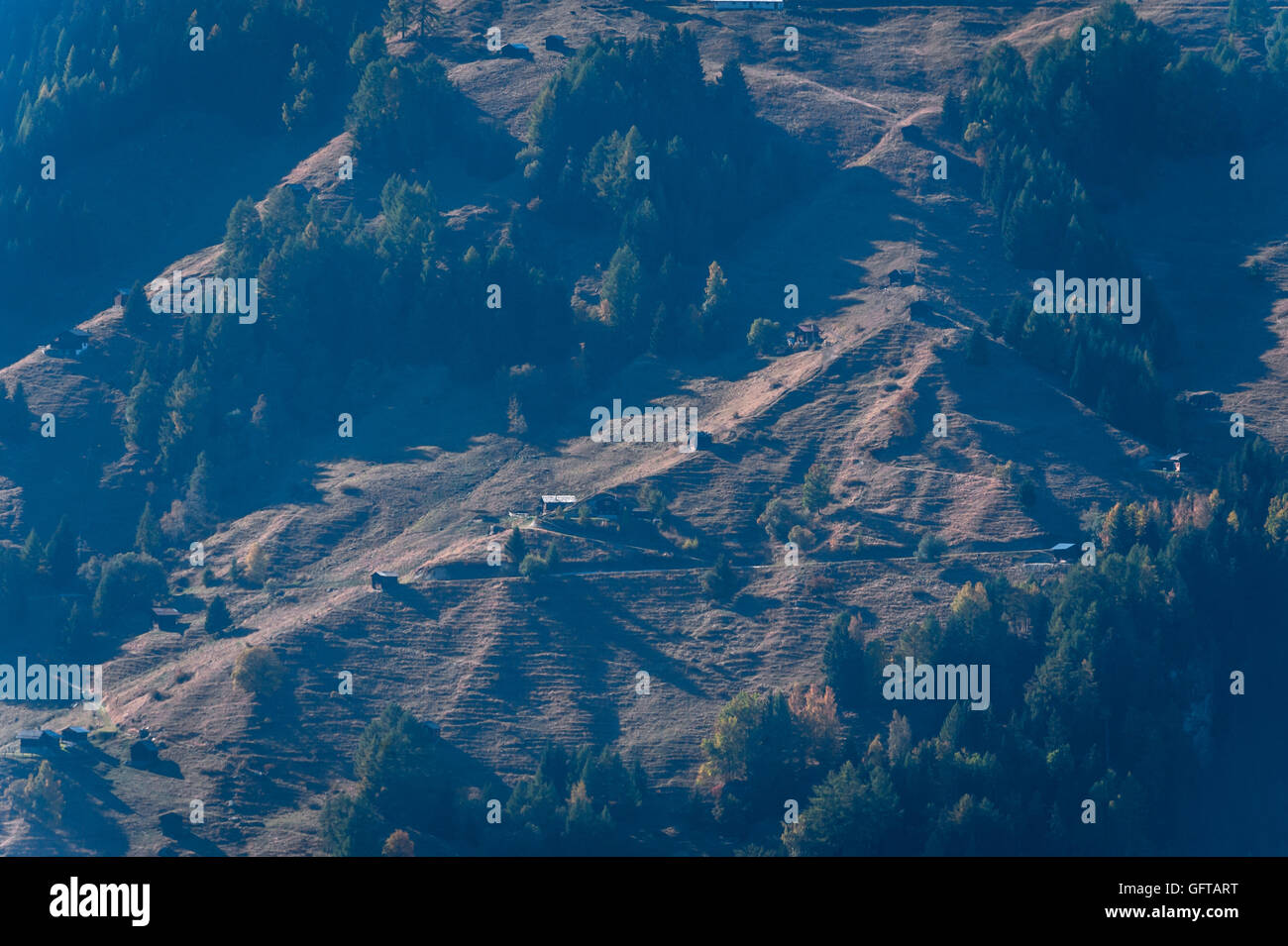 Alberi di pino sul bordo della Val d'Anniviers in Vallese Svizzera Foto Stock