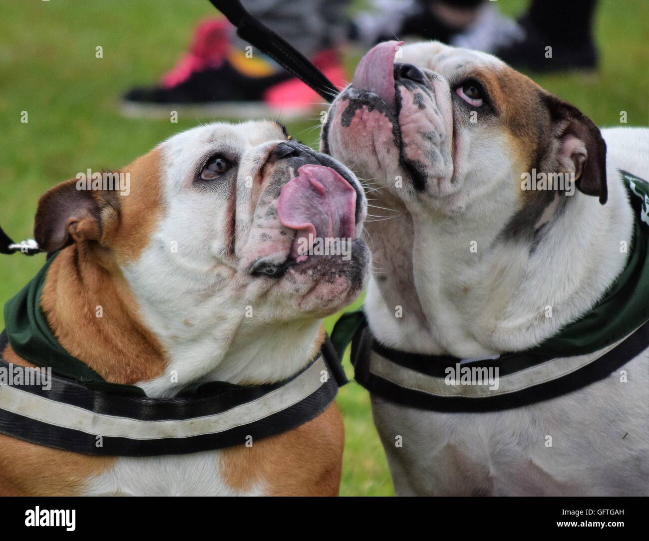 Due bulldogs in Spiceball Park durante l annuale Banbury & District Visualizza Foto Stock