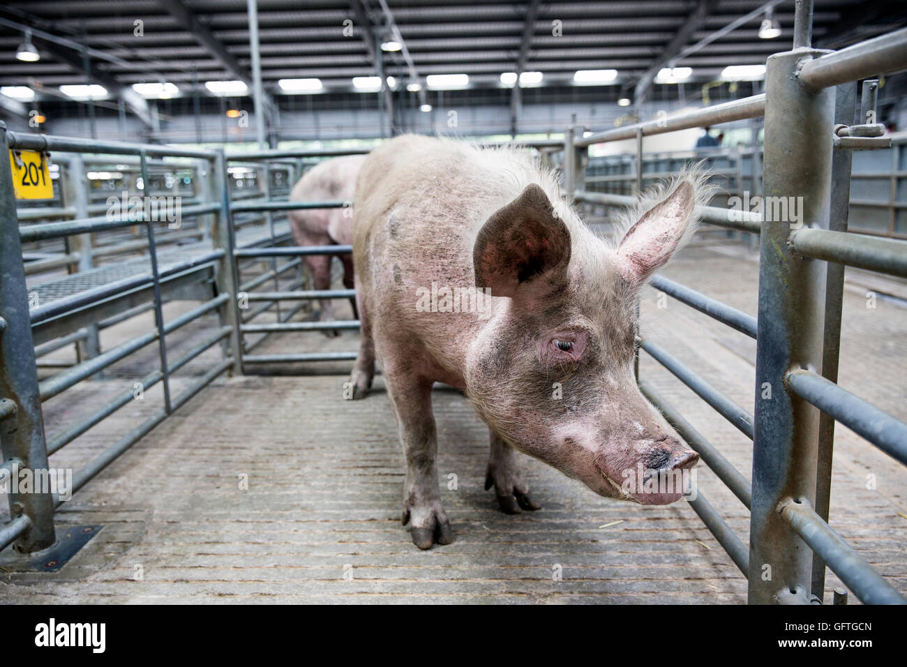 Il maiale al mercato,PEN, pecore, all'aperto, closeup, agricoltura, mammifero, agriturismo, pecora, UE sulla politica agricola comune. Foto Stock