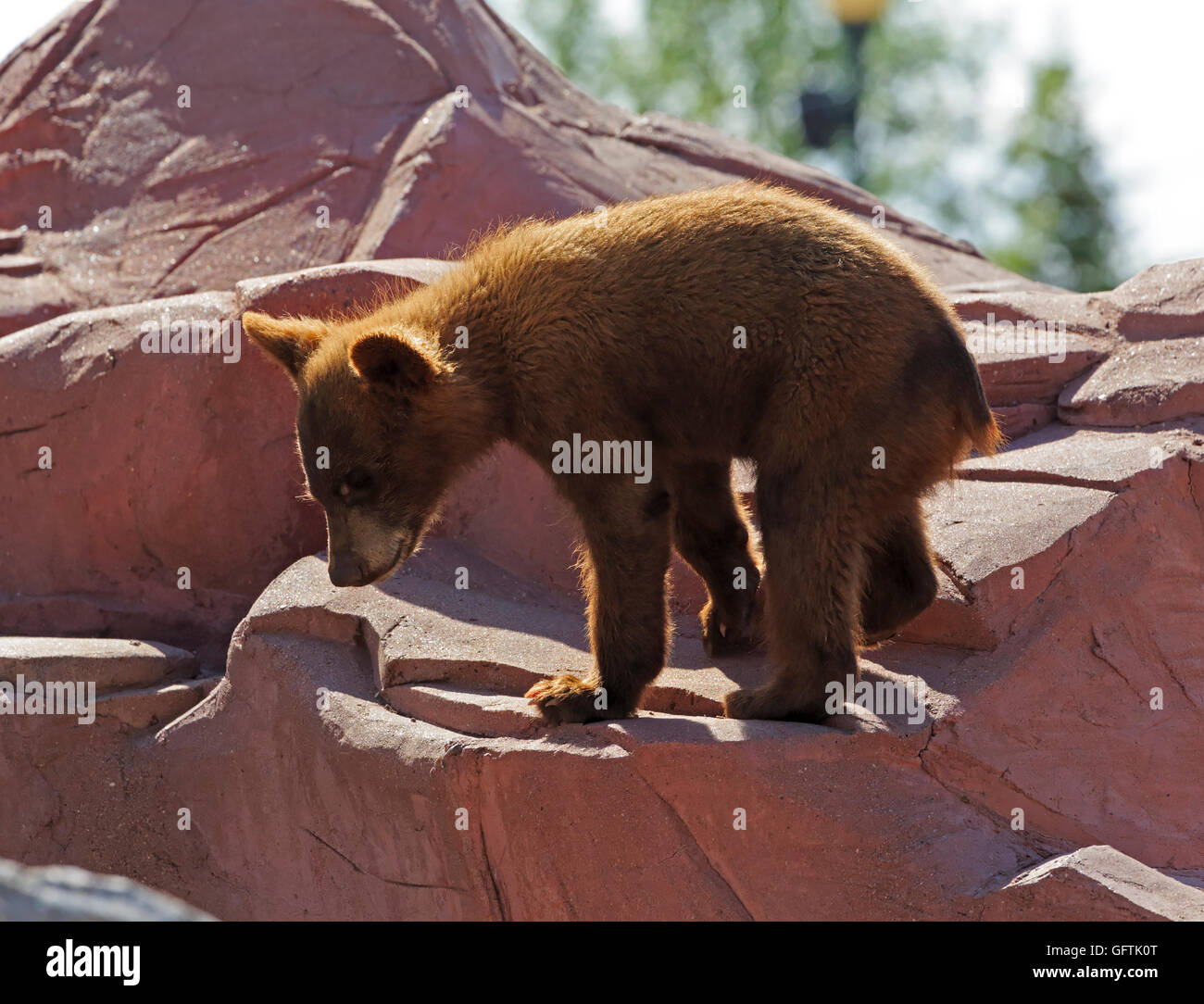 Black Bear Cub, Ursus americanus Foto Stock