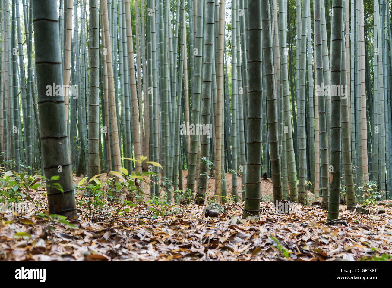 Arashiyama Boschetto di bambù, Kyoto, Giappone Foto Stock