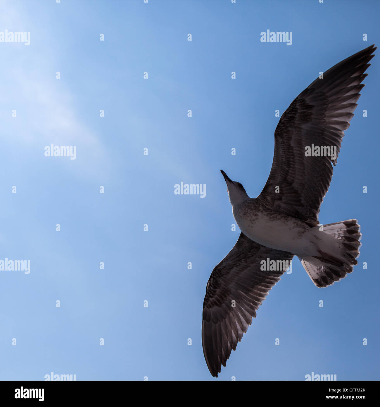 Gabbiano volare nel cielo blu Foto Stock