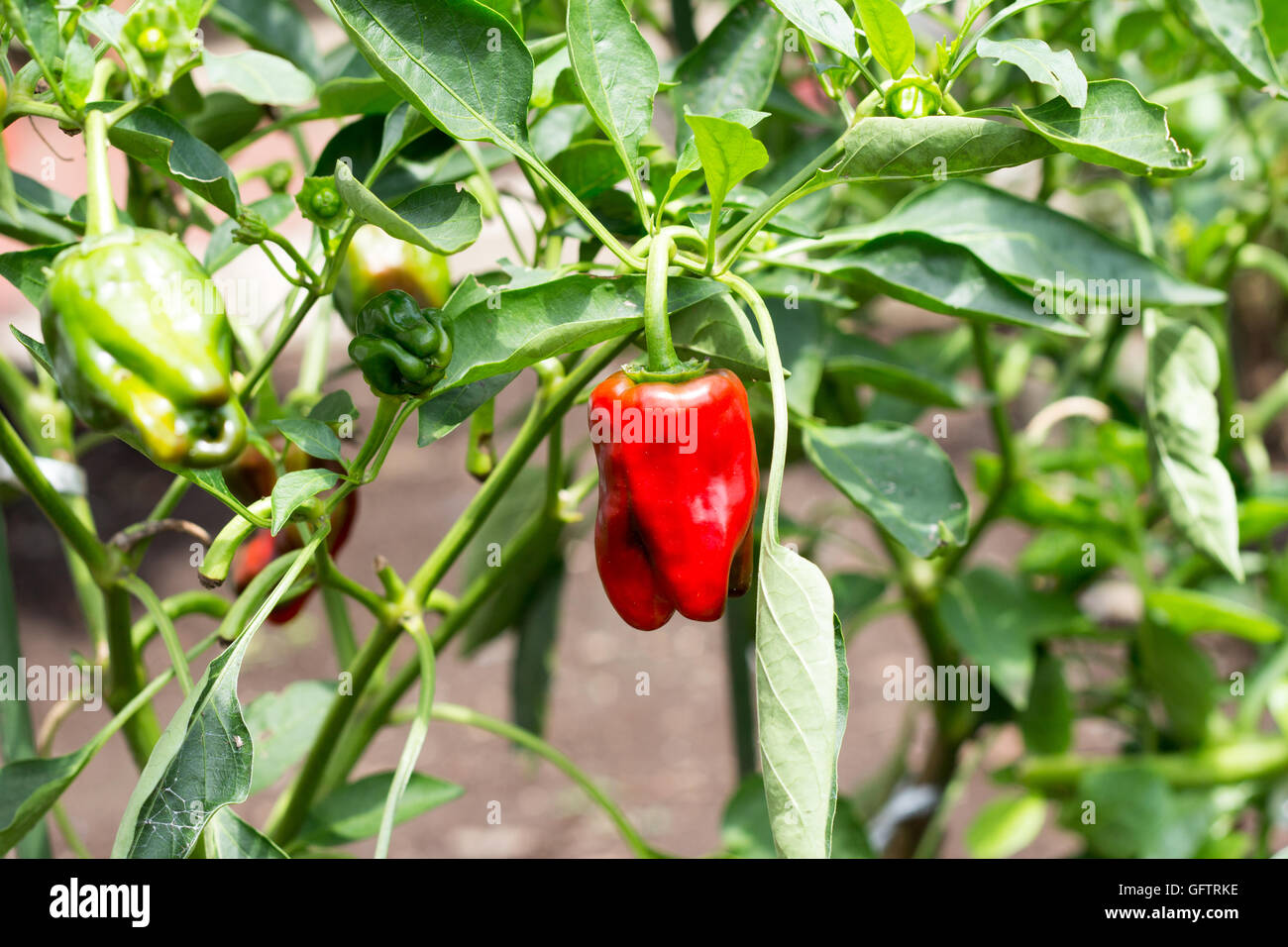 Peperone rosso in azienda Foto Stock