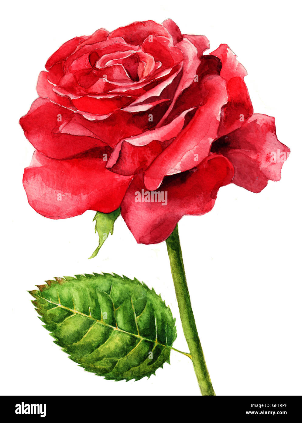 Red rose painting immagini e fotografie stock ad alta risoluzione - Alamy