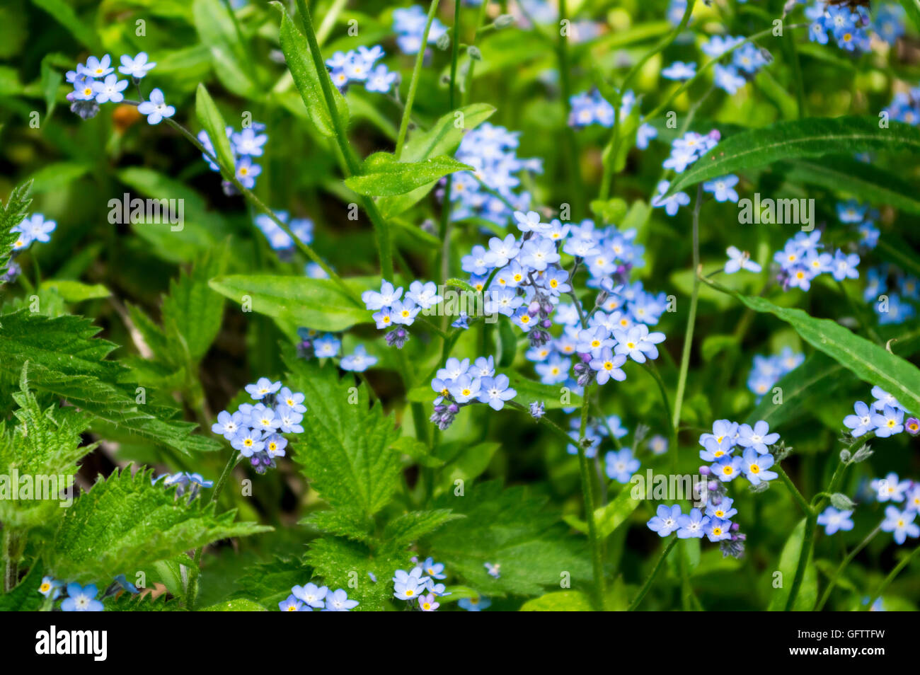 Dimenticare-me-non (Myosotis) fiori in Svizzera. Foto Stock