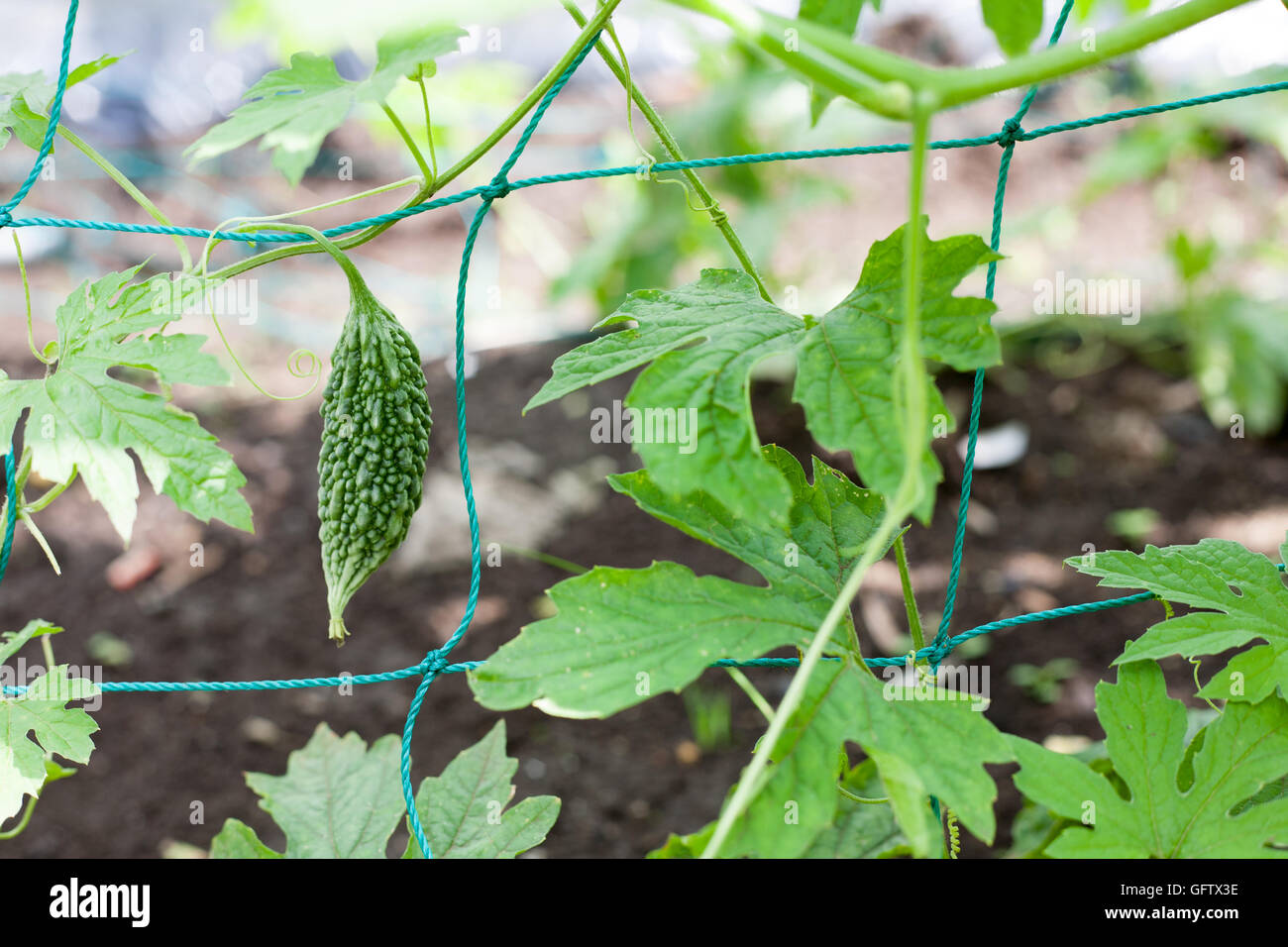 Crescente gourd Amaro in agriturismo Foto Stock