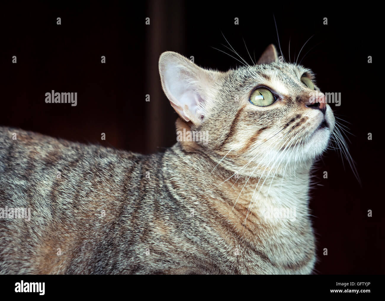 Bella grigio tabby cat Foto Stock