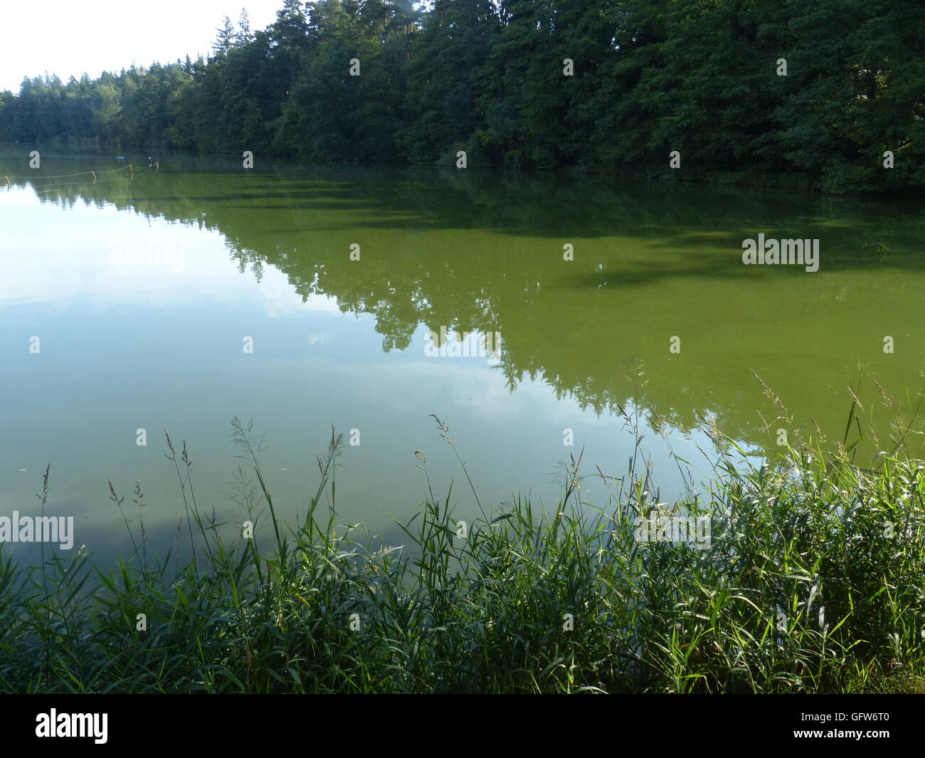Le Alghe verdi nel lago Holub e in altri laghi durante l estate in Repubblica ceca può irritare la pelle quando il nuoto in acqua Foto Stock