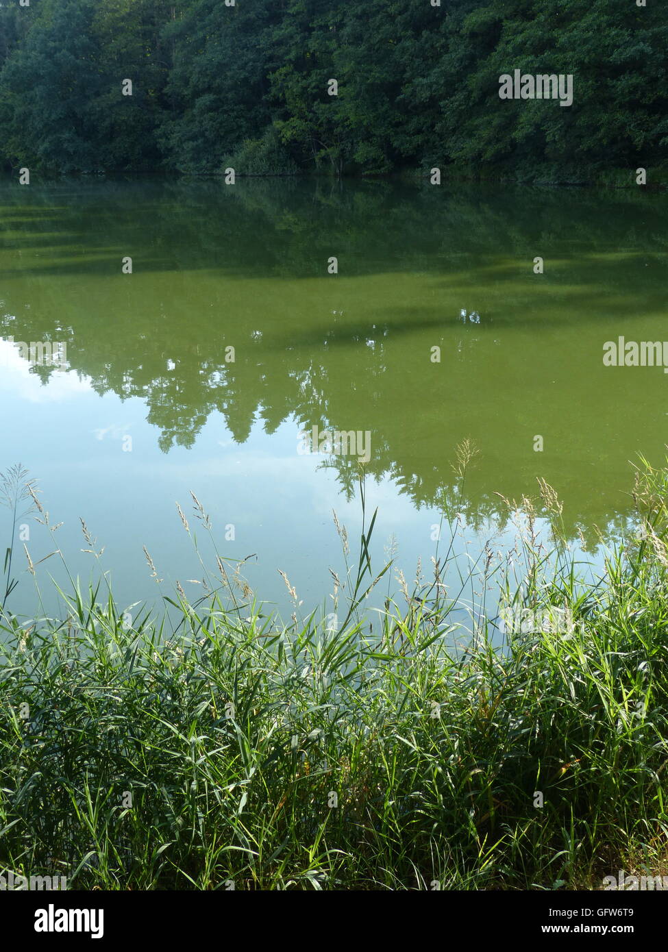 Le Alghe verdi nel lago Holub e in altri laghi durante l estate in Repubblica ceca può irritare la pelle quando il nuoto in acqua Foto Stock