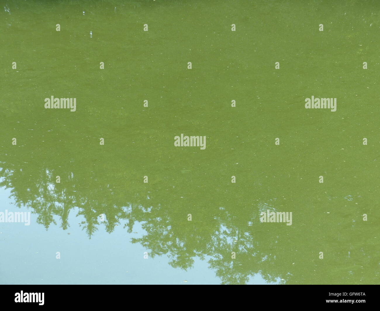 Le Alghe verdi nel lago Holub e in altri laghi durante l estate in Repubblica ceca può irritare la pelle quando il nuoto in acqua Foto Stock
