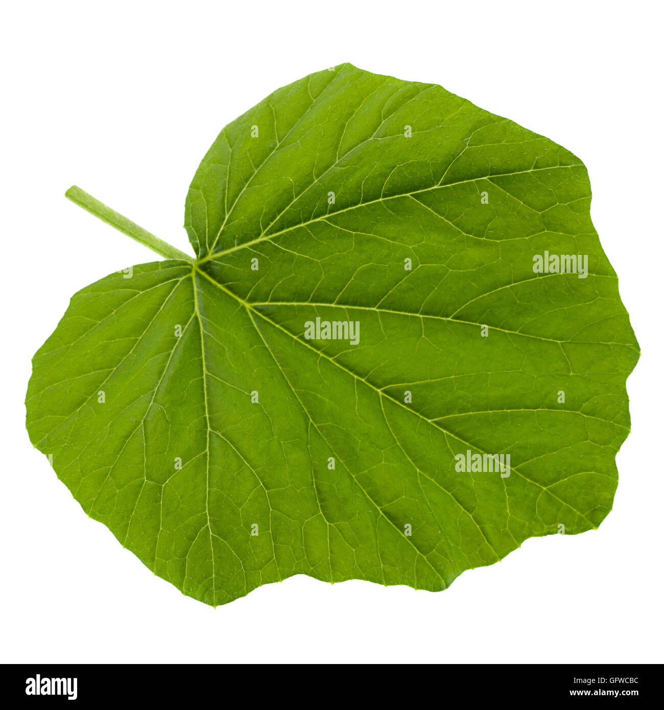 La zucca giovane foglia isolati su sfondo bianco Foto Stock