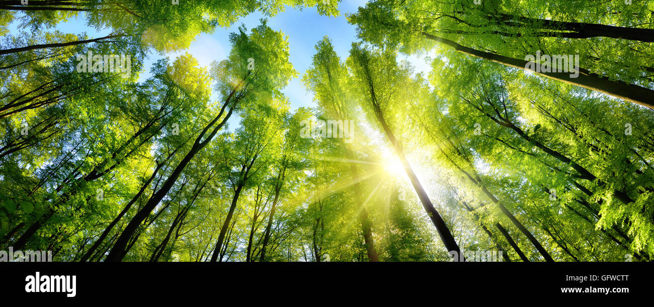 Il sole illumina splendidamente il treetops verde di alti faggi in una radura, panorama shot Foto Stock