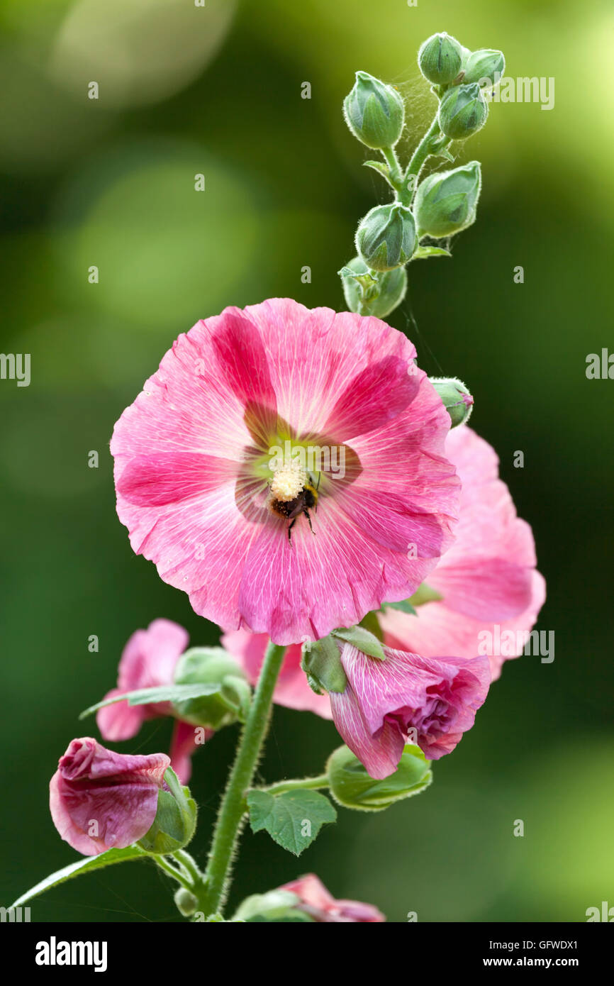 Bumble Bee per raccogliere il polline dal rosa hollyhock blossom, la setosa Alcea Foto Stock